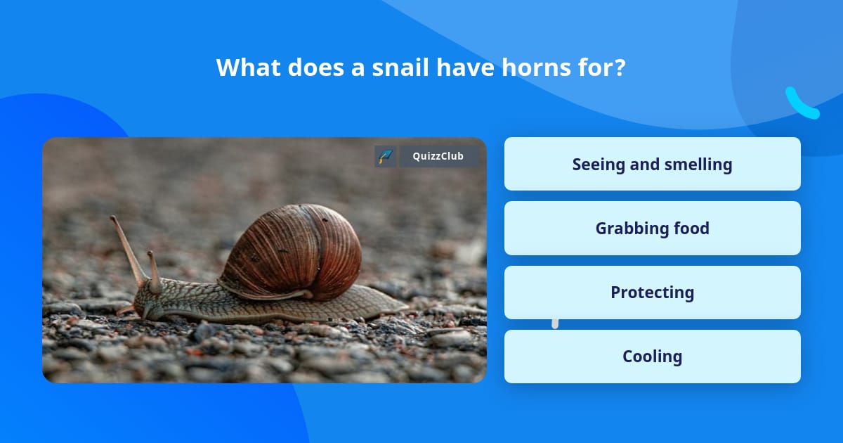 Snail Work Question What does a snail have horns for? | Trivia Questions | QuizzClub
