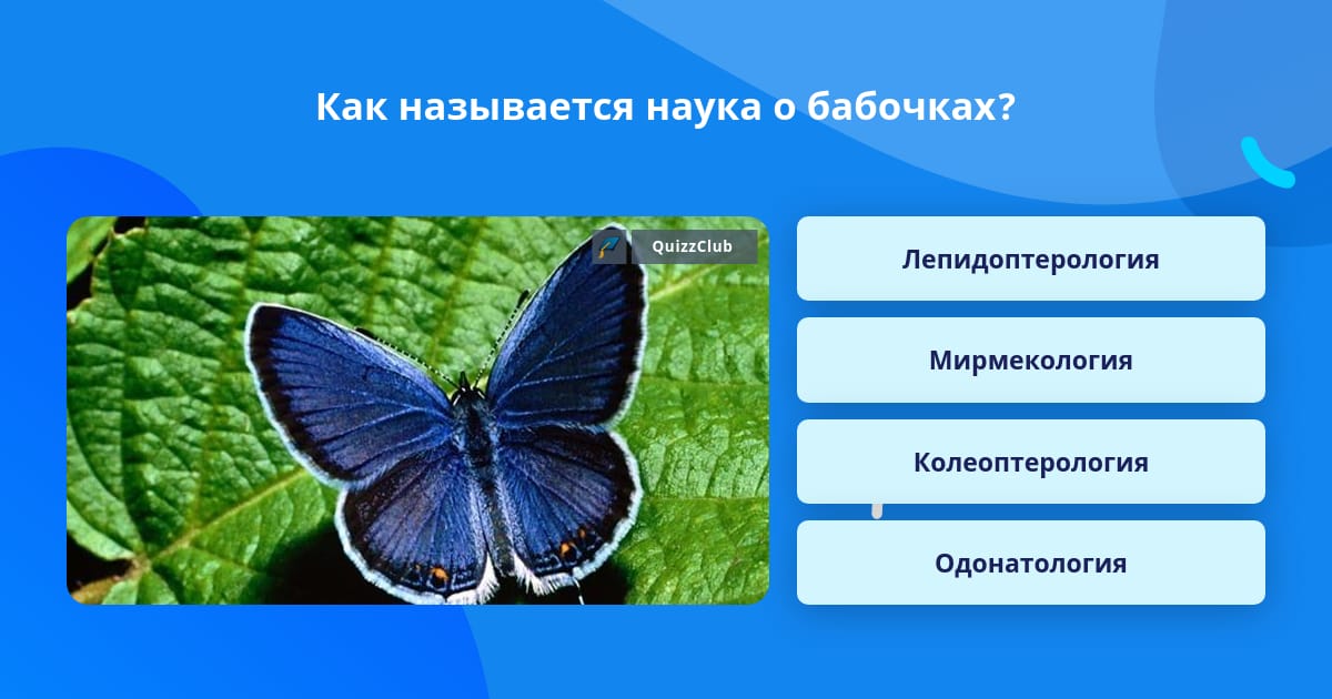 День изучения бабочки