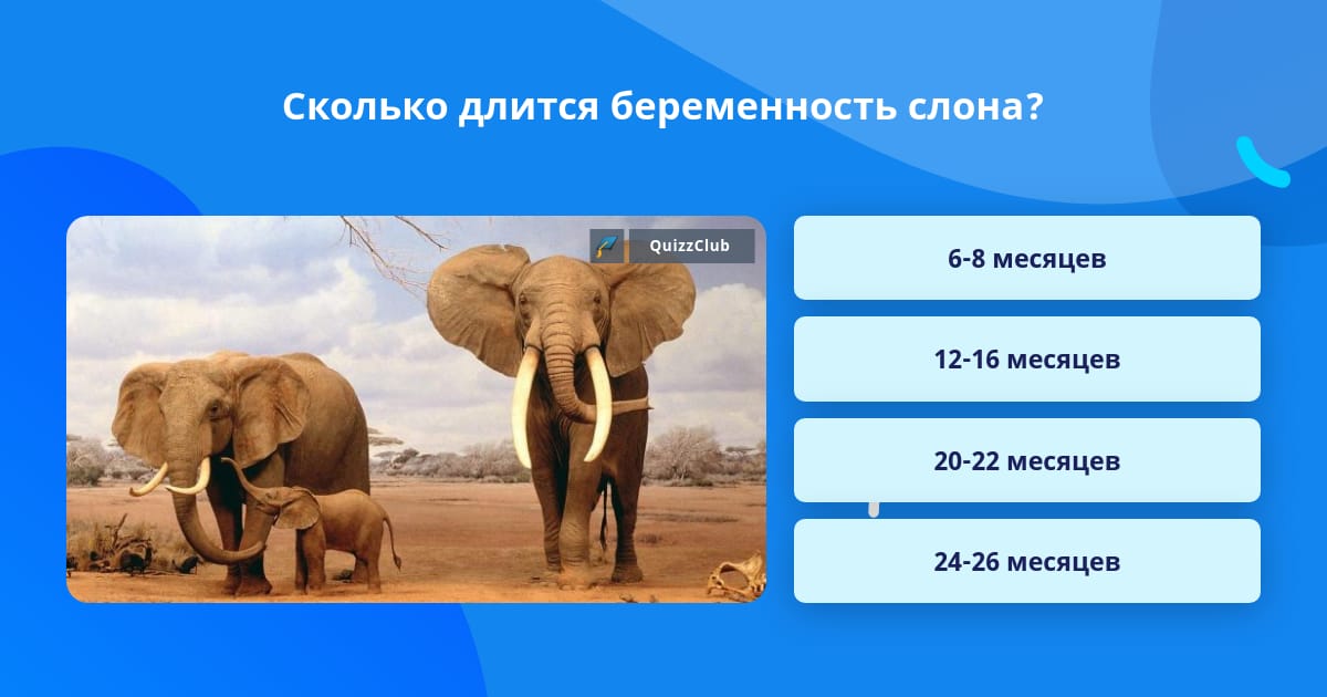 Сколько длится беременность слона?
