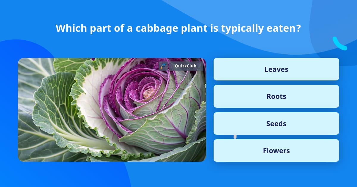 Which part of a cabbage plant is... | Trivia Questions | QuizzClub