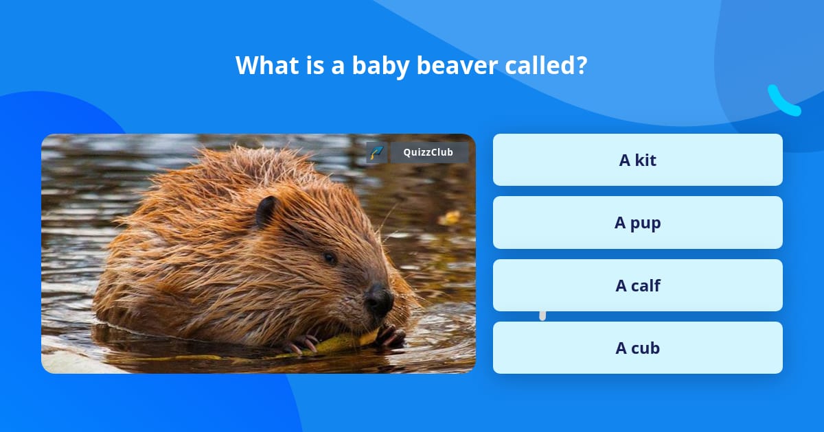 What is a baby beaver called? | Trivia Answers | QuizzClub