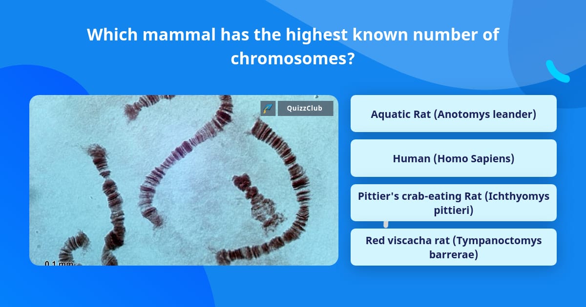 which-mammal-has-the-highest-known-trivia-answers-quizzclub