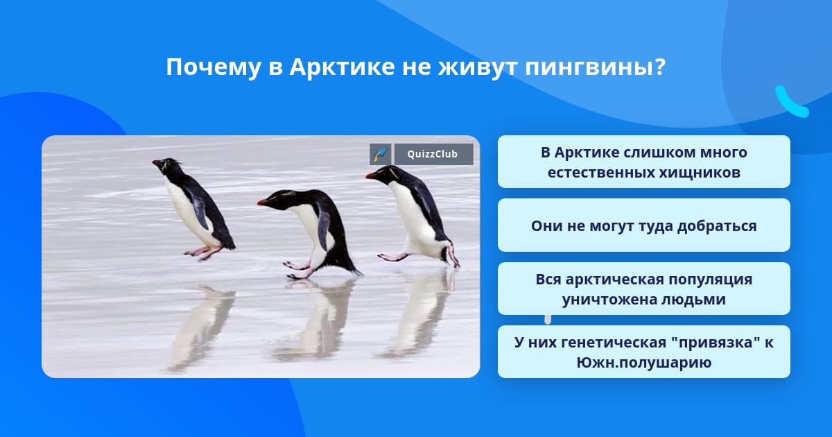 Укажите среду обитания пингвина в период размножения. Где живёт Пингвин?. Место обитания пингвинов. Пингвин живет в Арктике или. Где живут пингвины в Арктике