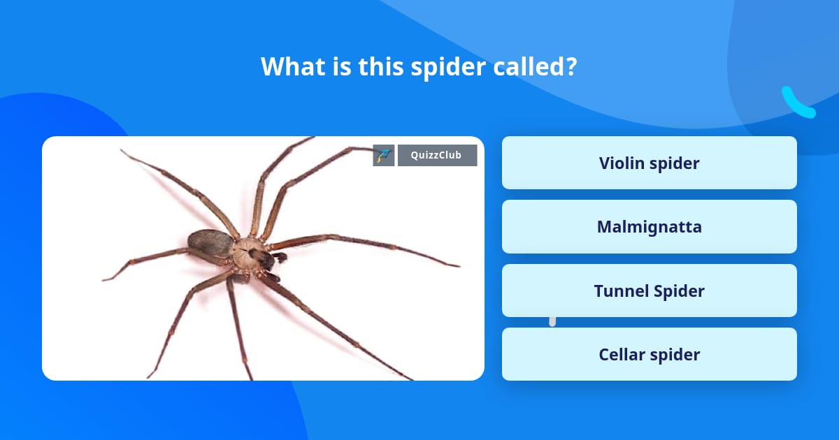 What is this spider called? | Trivia Questions | QuizzClub