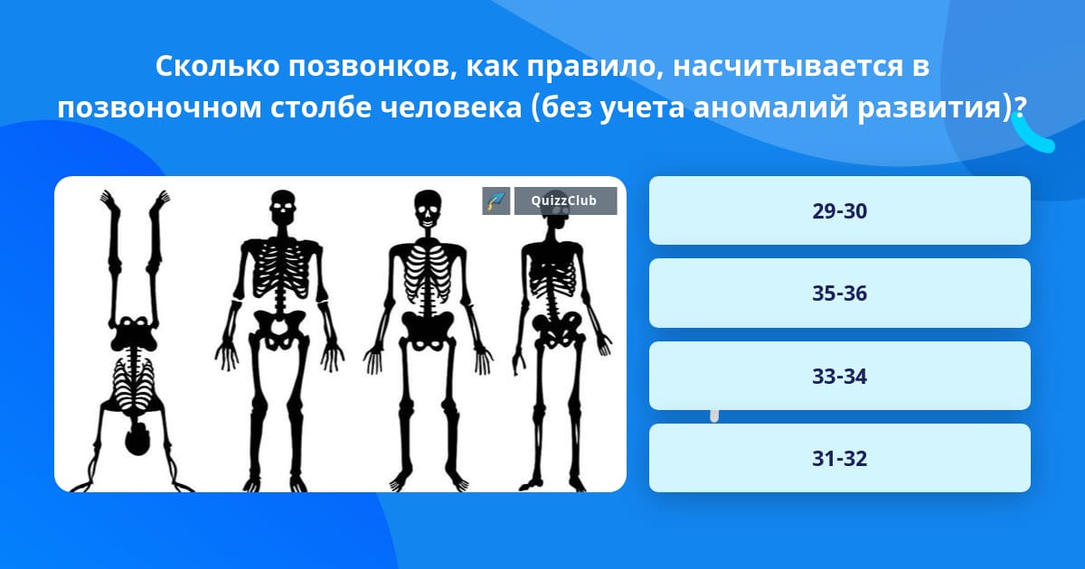 Сколько позвонков у мыши