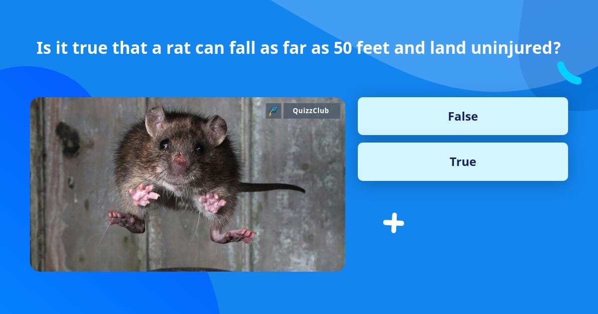 Trivia Rat Is it true that a rat can fall as... | Trivia Answers | QuizzClub