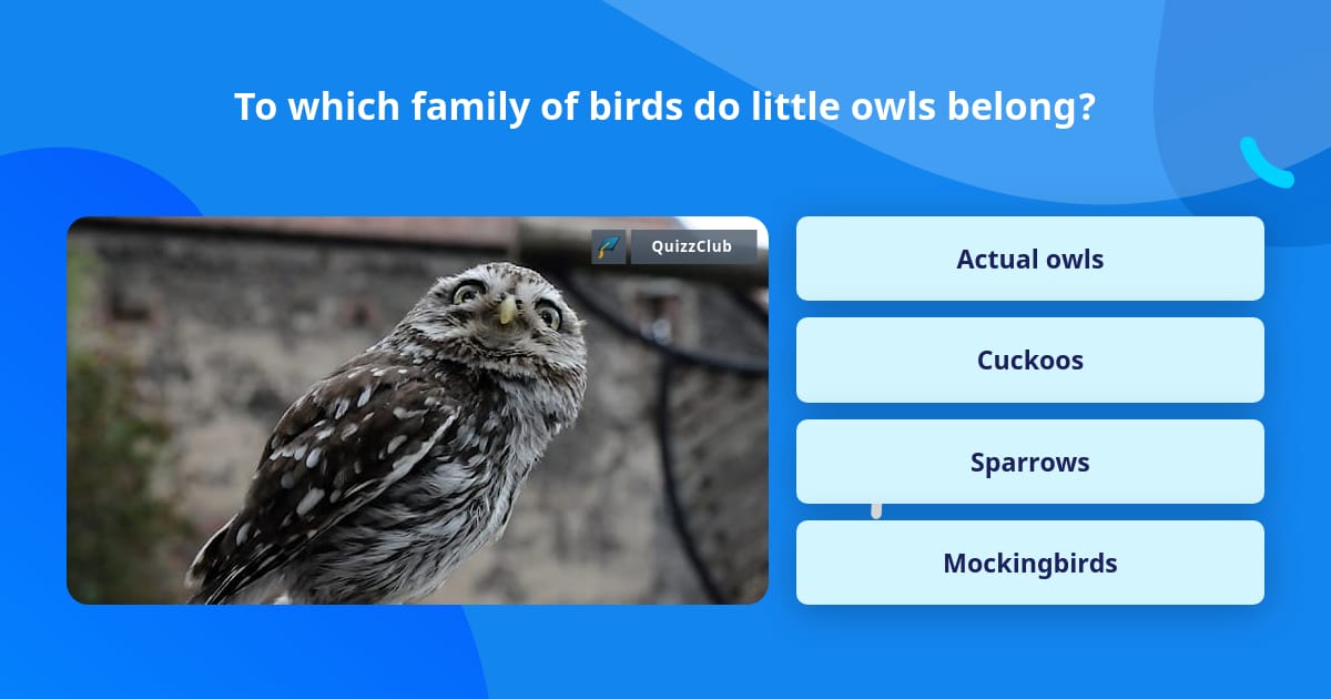 To which family of birds do little... | Trivia Questions | QuizzClub