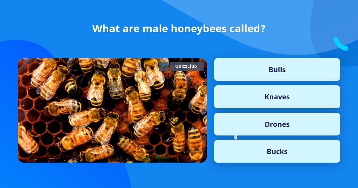 why-male-honeybees-try-to-blind-their-queens