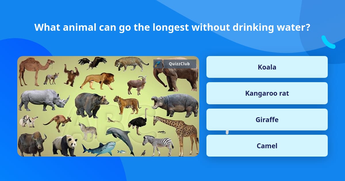 What animal can go the longest... | Trivia Answers | QuizzClub What animal can go the longest... | Trivia Answers | QuizzClub