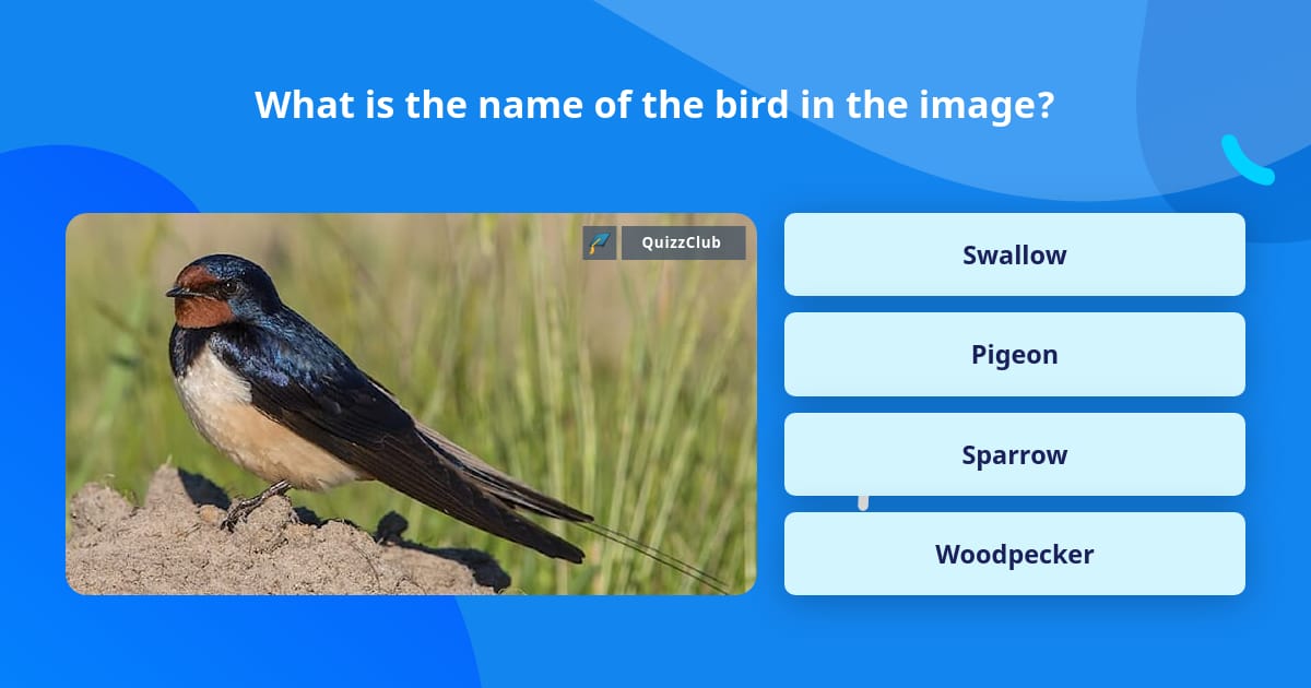 What is the name of the bird in the... | Trivia Questions | QuizzClub