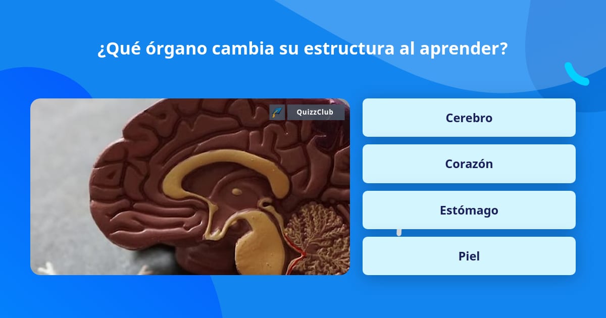 ¿Qué órgano cambia su estructura al... | Las Preguntas Trivia
