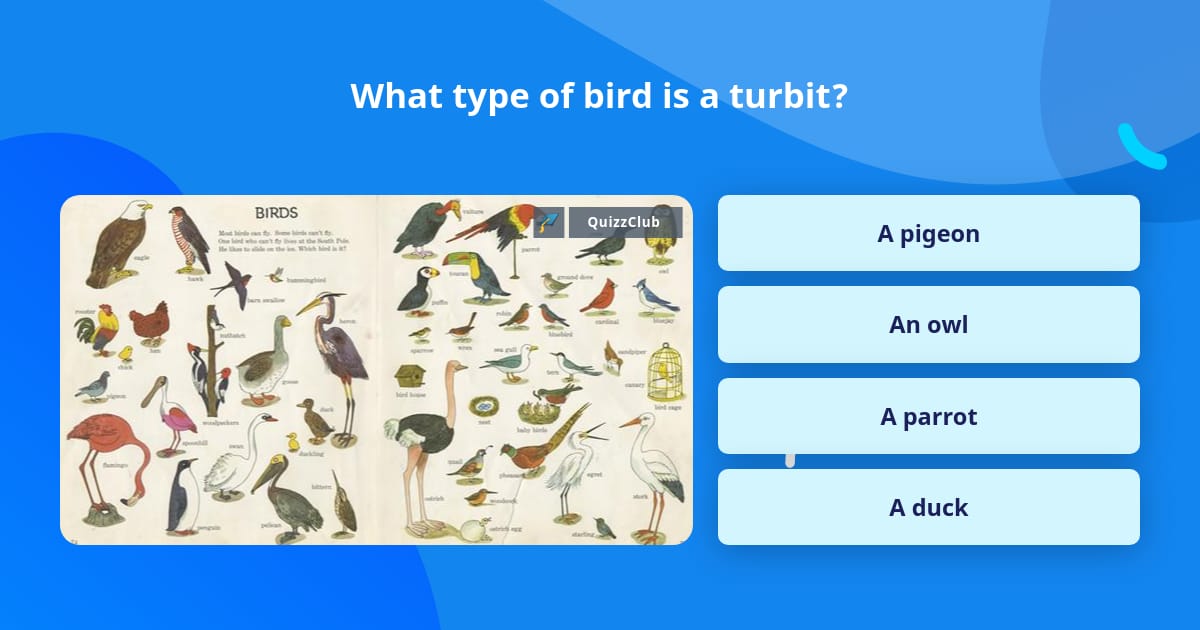 What type of bird is a turbit? | Trivia Questions | QuizzClub