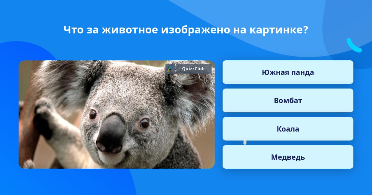 Какое животное изображено на фото? Ответ на вопрос QuizzClub