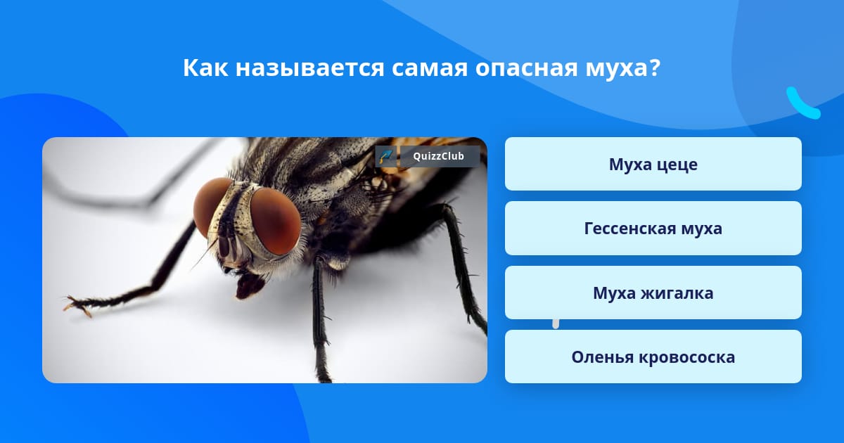 Муха самец и самка. Муха мужского рода. Развитие комнатной мухи. Муха для презентации. Как будет муха мужского рода.