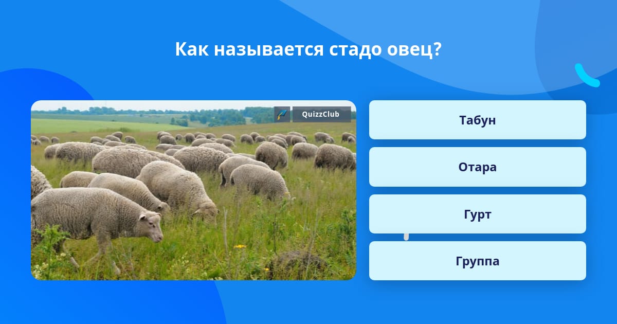 Вопросы про овцу. Как называют стадо Тельцов.