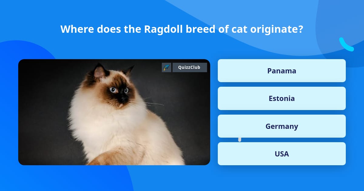 where-does-the-ragdoll-breed-of-cat-trivia-questions-quizzclub