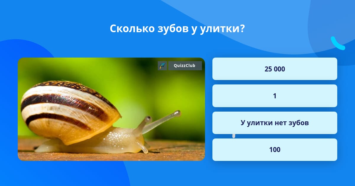 Сколько Зубов У Улитки Фото