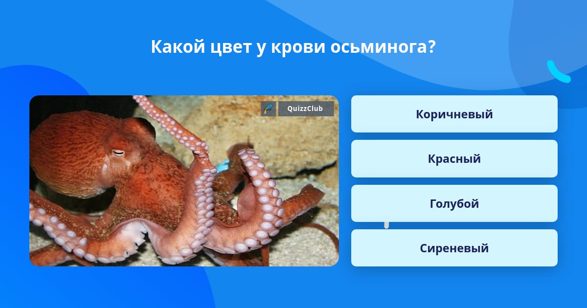 Ответ осьминог. Ответ осьминог