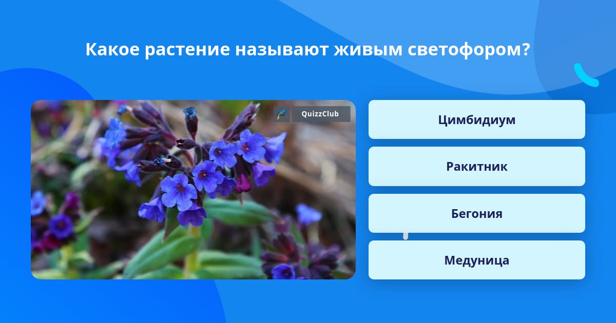 Какое растение называют живым | Вопросы Quiz Club | QuizzClub