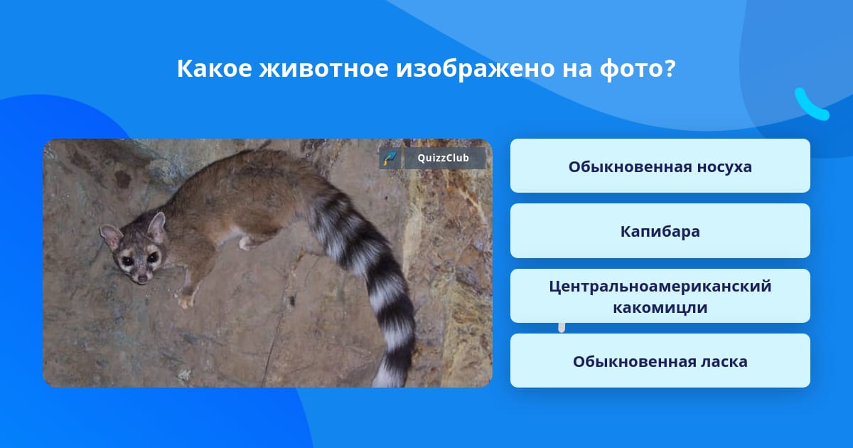 Какое животное изображено на картинке? Ответ на вопрос QuizzClub