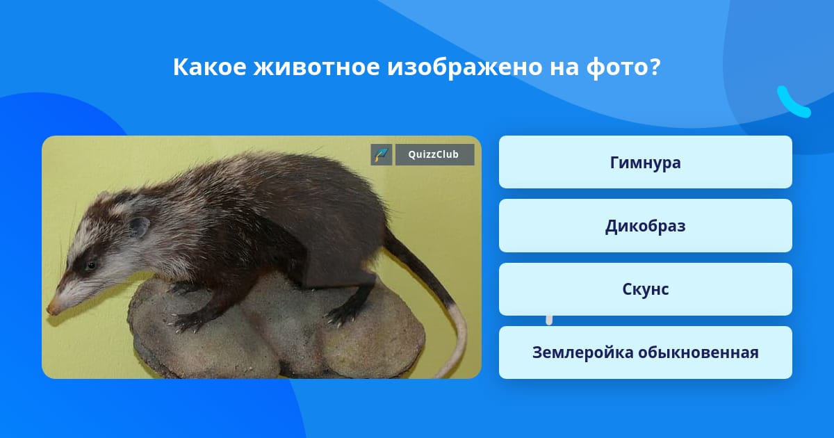 Какое животное изображено на фото? Ответ на вопрос QuizzClub