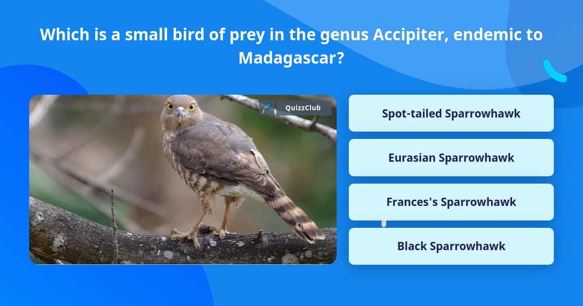 Which Is A Small Bird Of Prey In The Trivia Answers QuizzClub