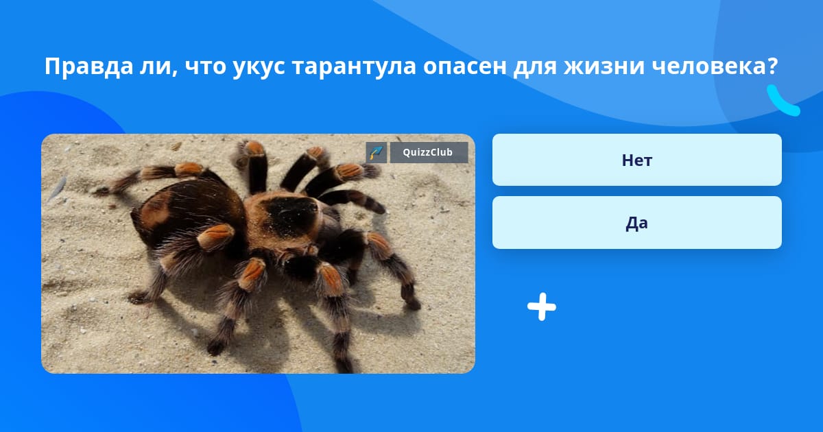 Правда ли, что укус тарантула опасен... | Ответ на вопрос | QuizzClub