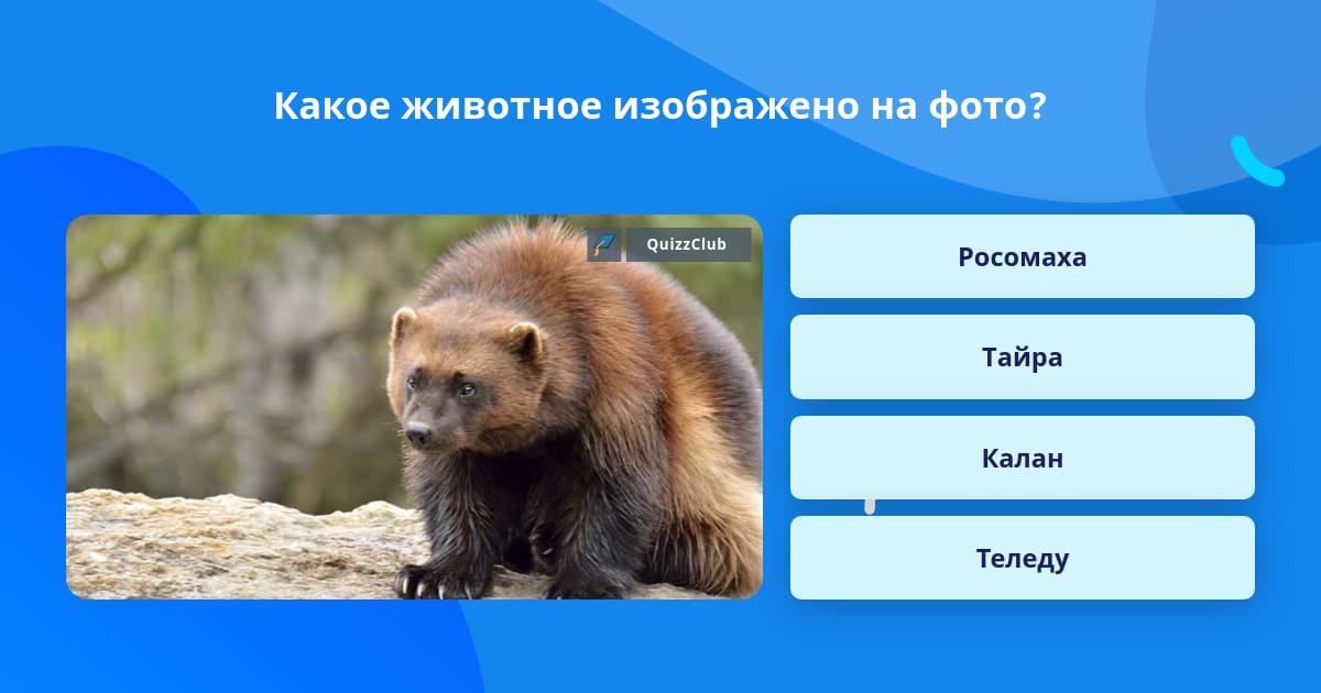Какое животное изображено на фото Какое животное изображено на фото? Ответ на вопрос QuizzClub
