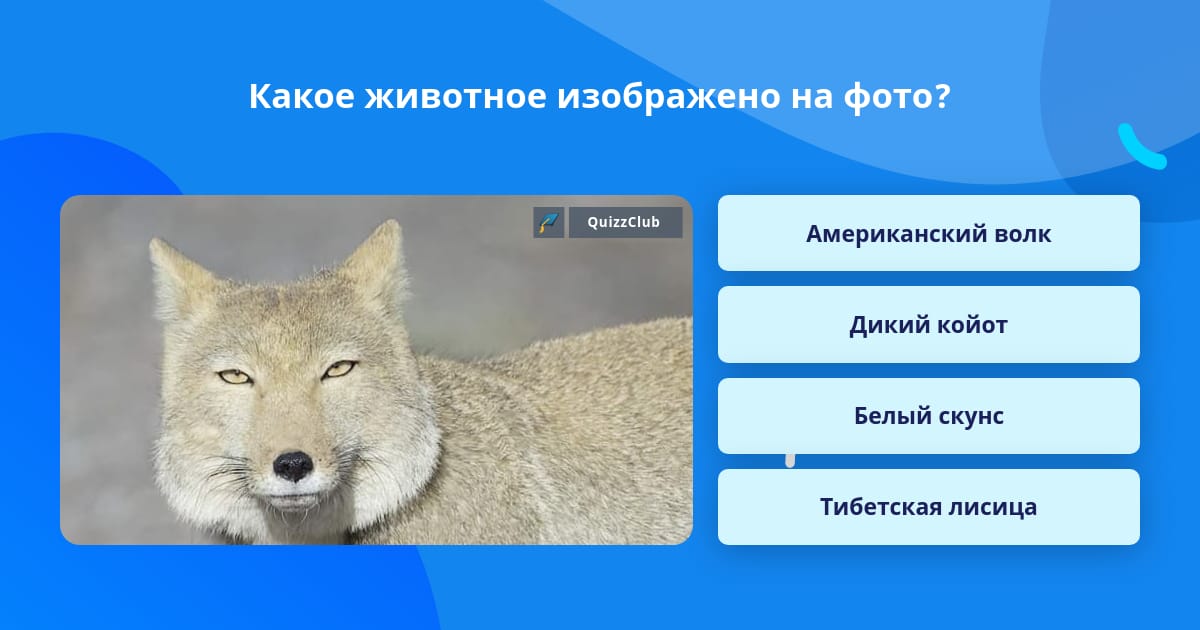 Какое животное изображено на фото? Вопросы Quiz Club QuizzClub