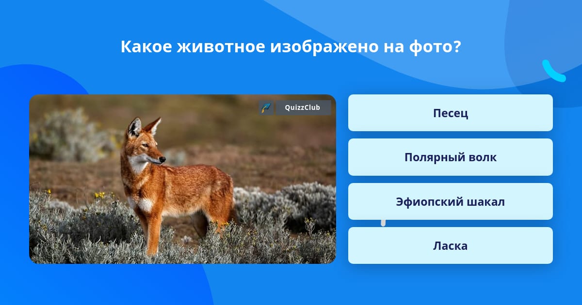 Какое животное изображено на фото Какое животное изображено на фото? Ответ на вопрос QuizzClub