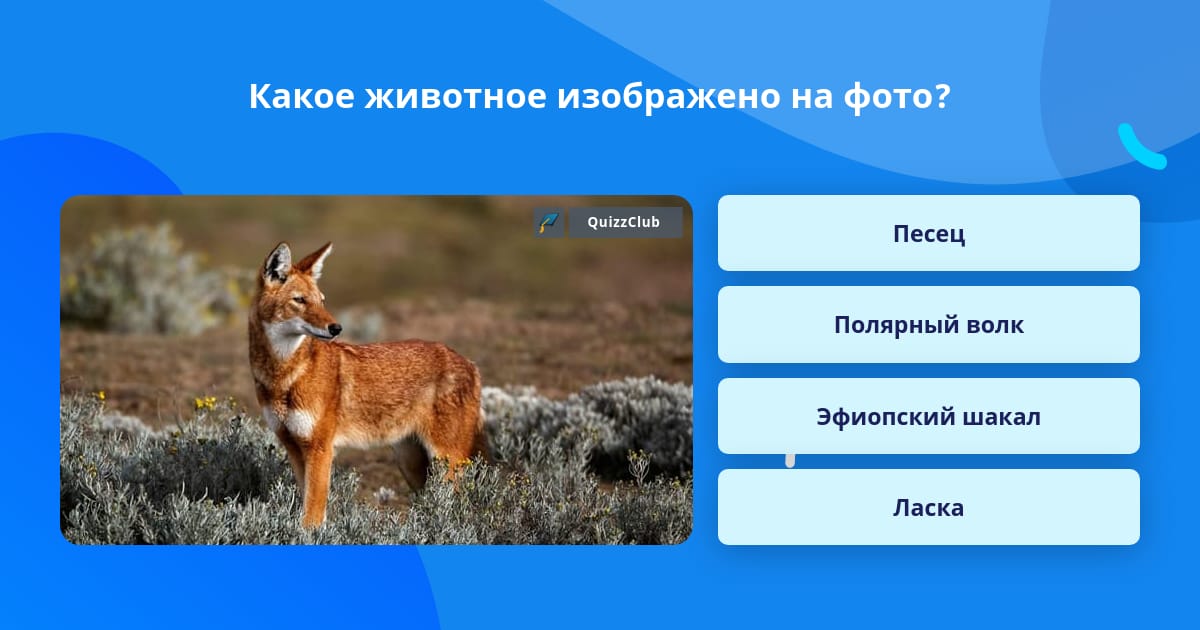 Макет какого животного изображен на... Ответ на вопрос QuizzClub