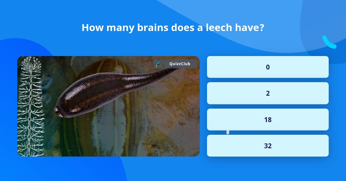 How many brains does a leech have? | Trivia Answers | QuizzClub