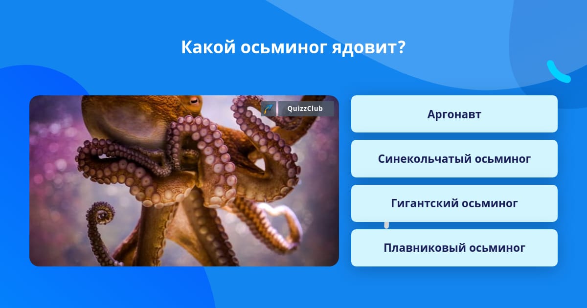 Осьминог группа животных относится к группе. Осьминог группа животных относится к группе