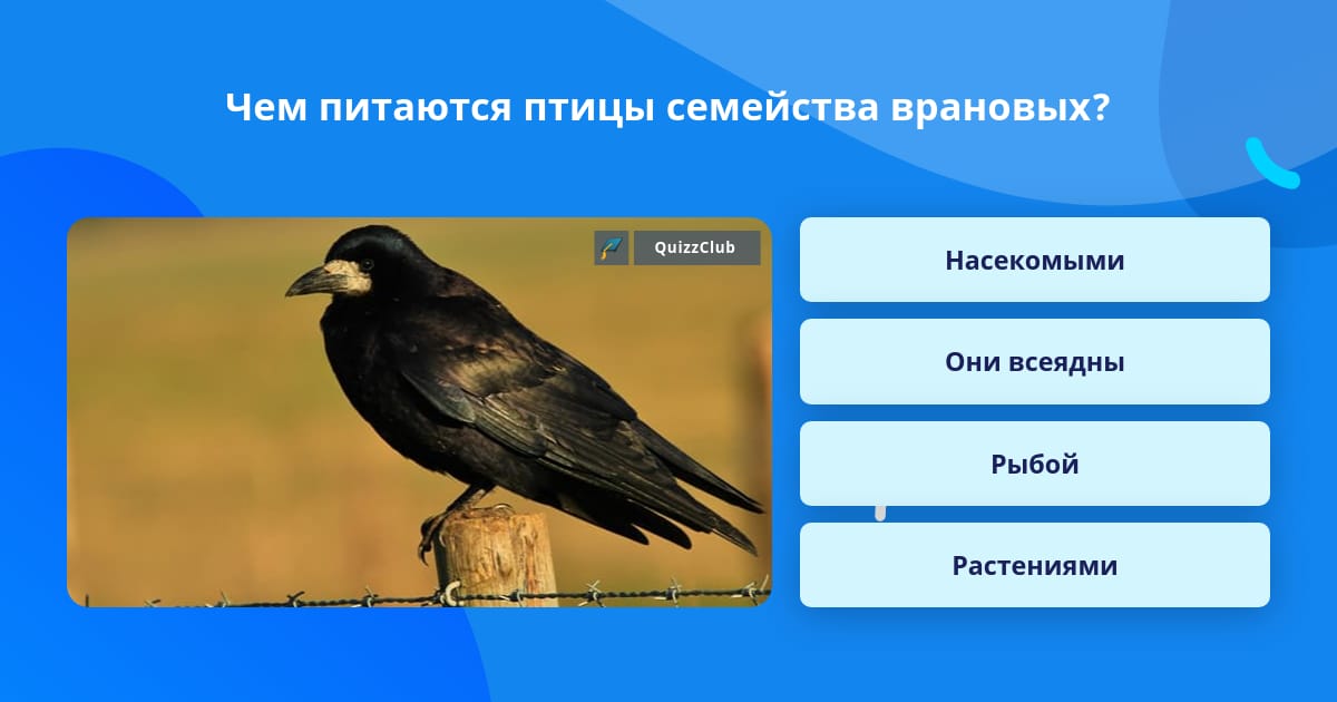 Семейство Врановых Список Видов Фото