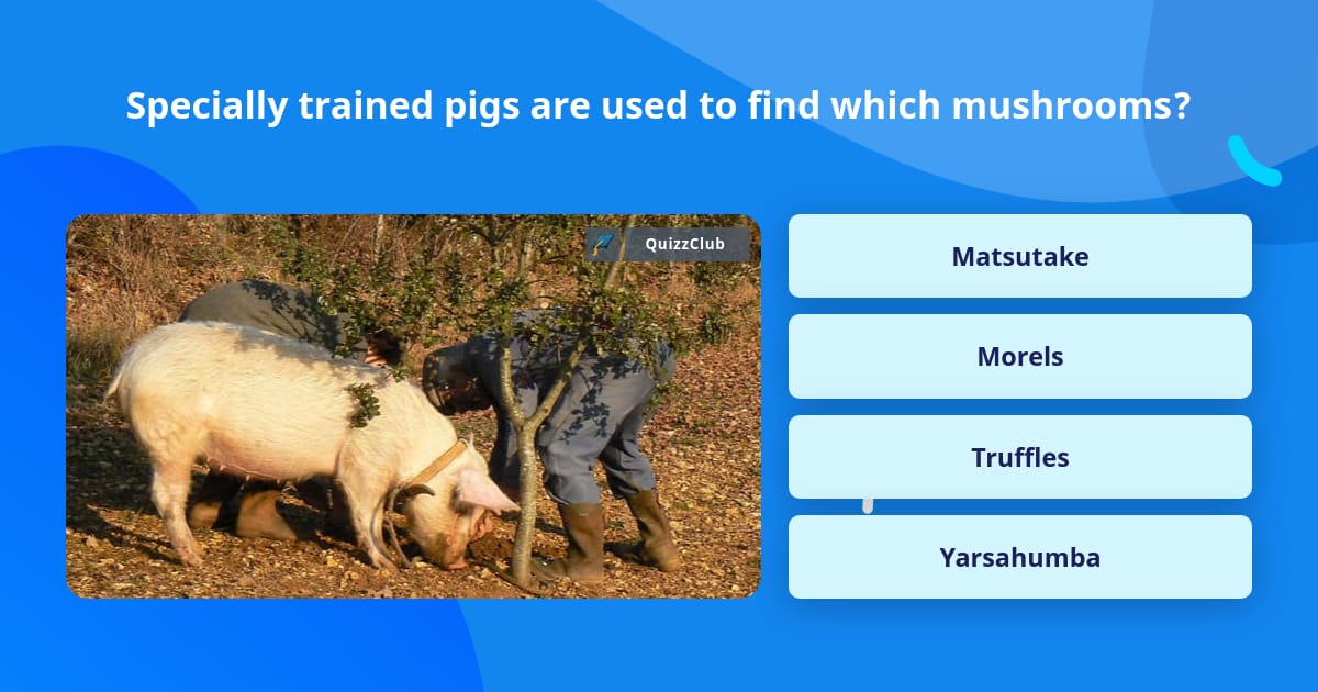 Specially trained pigs are used to... | Trivia Questions | QuizzClub