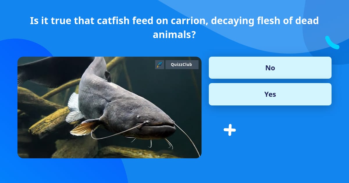 Is it true that catfish feed on... | Trivia Answers | QuizzClub