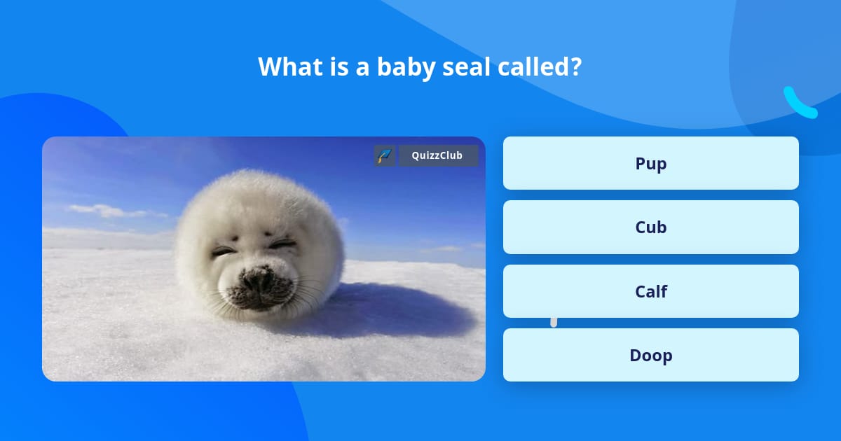 What is a baby seal called? | Trivia Questions | QuizzClub