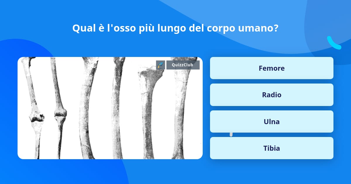 Qual è l'osso più lungo del