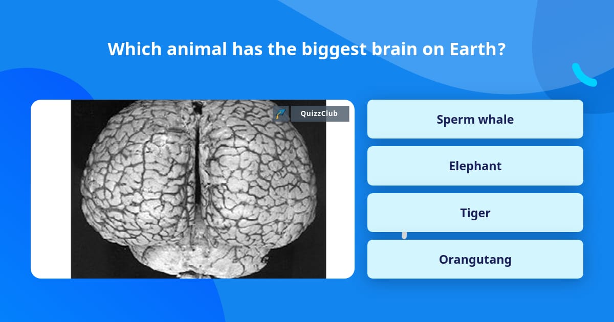 Which animal has the biggest brain... | Trivia Questions | QuizzClub