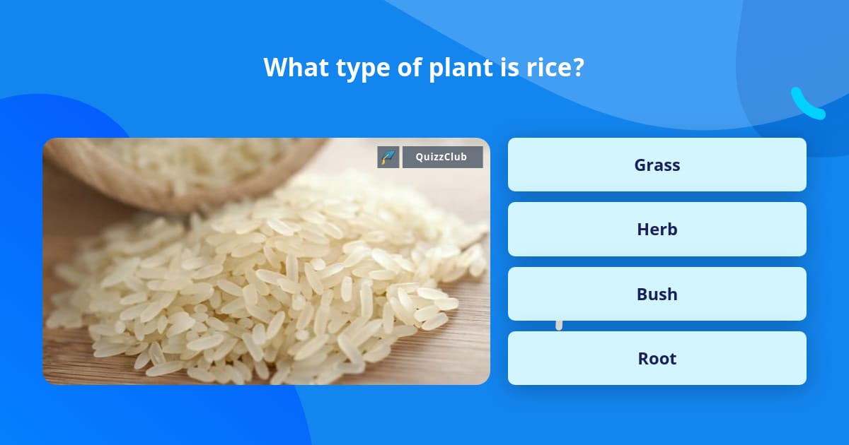 What type of plant is rice? | Trivia Questions | QuizzClub