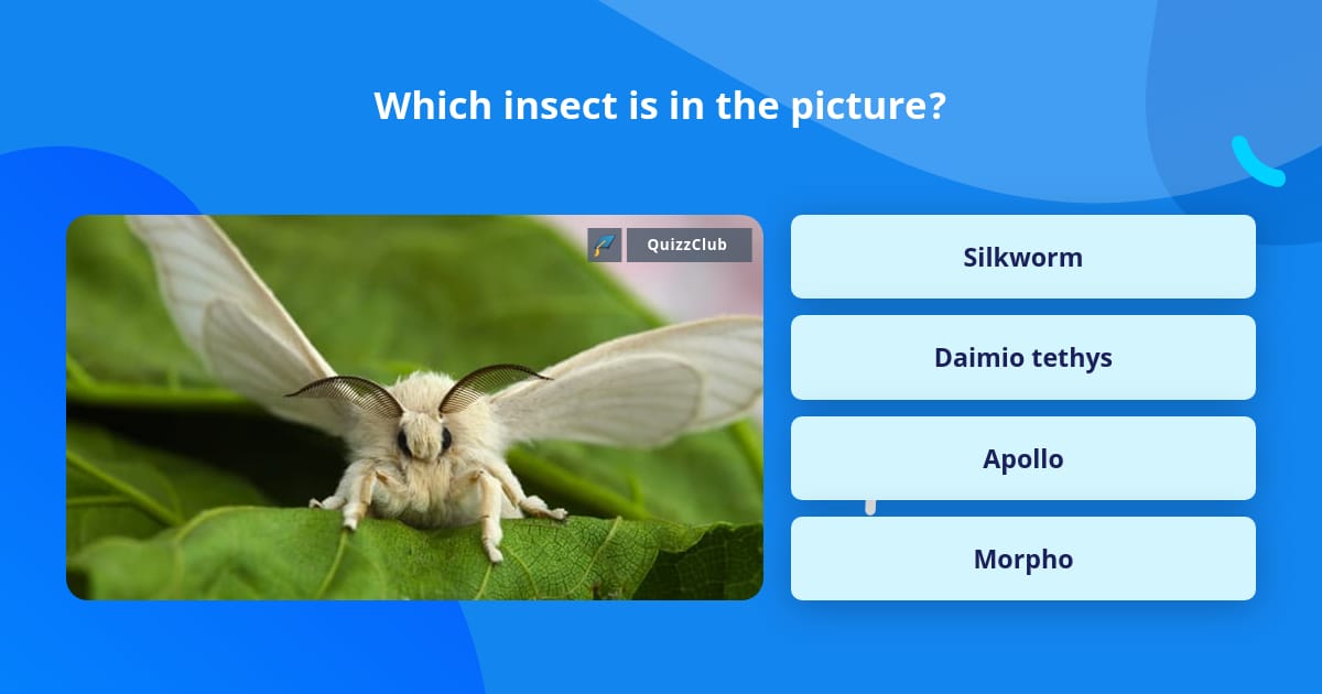 Trivia In Insect Which insect is in the picture? | Trivia Questions | QuizzClub