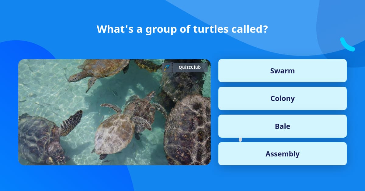 What's a group of turtles called? | Trivia Answers | QuizzClub