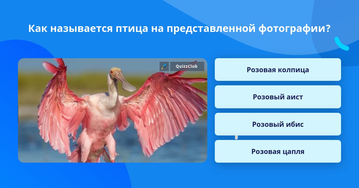 Как называется птица с крыльями. Как называется птица с крыльями