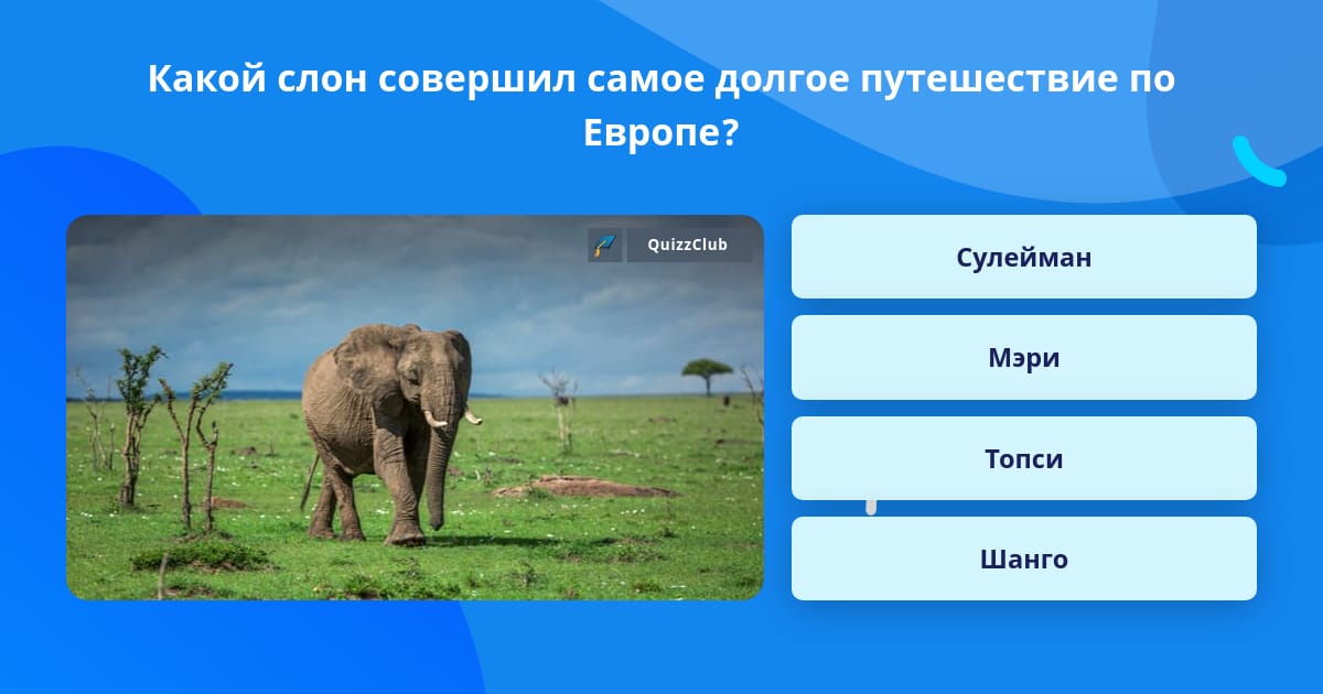 Тест по рассказу куприна слон. Вопросы про слона. Вопрос с ответом слон. Ответы на вопросы слон. Загадки о слонах.