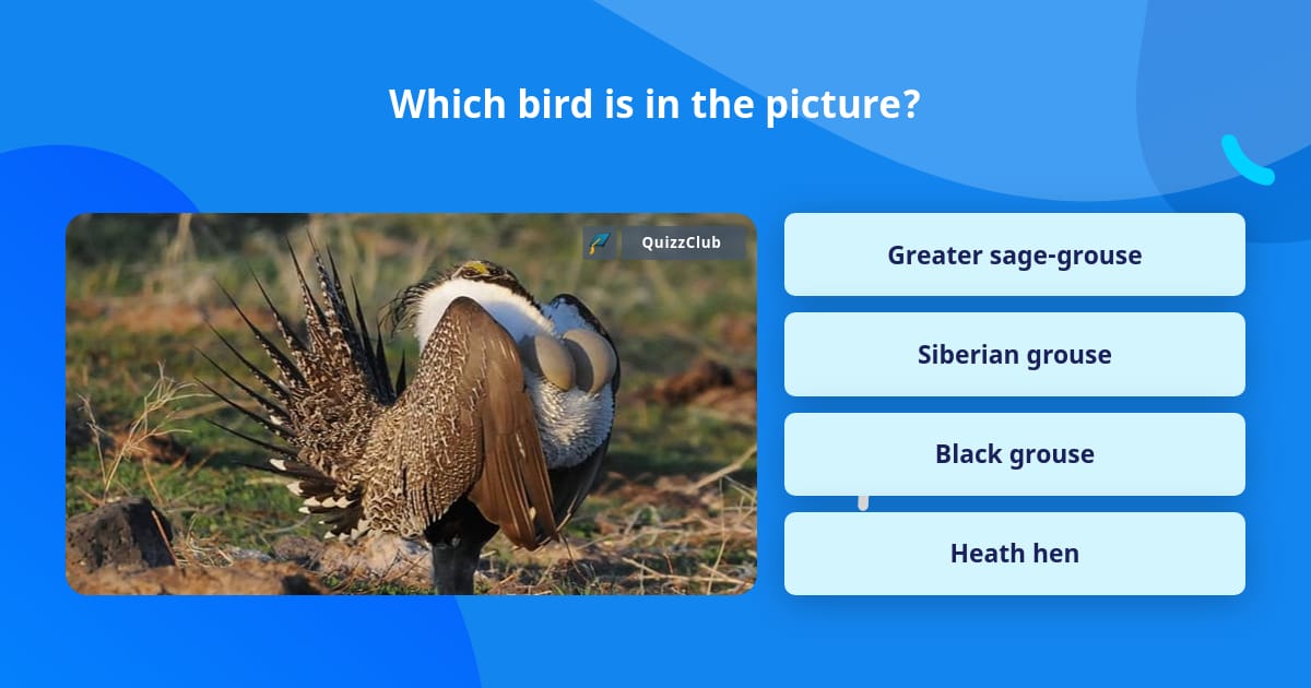 Which Bird Is In The Picture Trivia Answers Quizzclub Which Bird Is In The Picture Trivia Answers Quizzclub