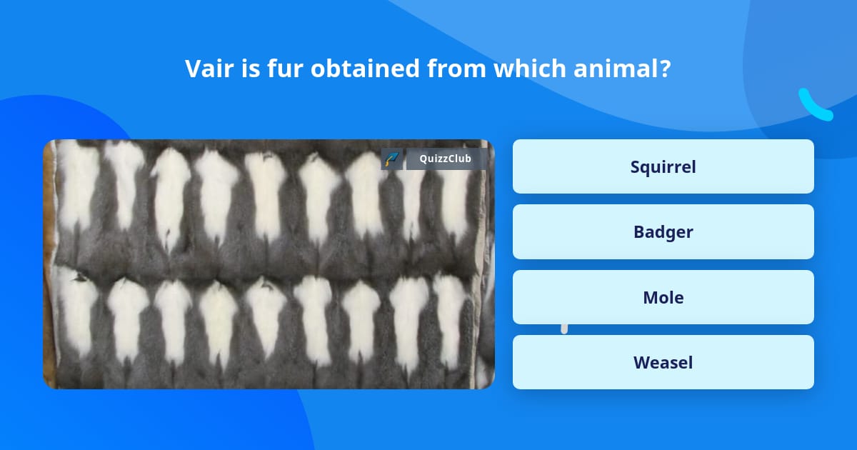 Vair is fur obtained from which animal? Trivia Answers