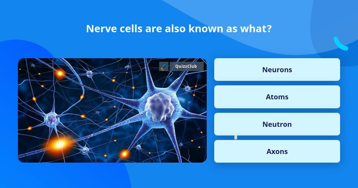 nerve-cells-are-also-known-as-what-trivia-questions-quizzclub