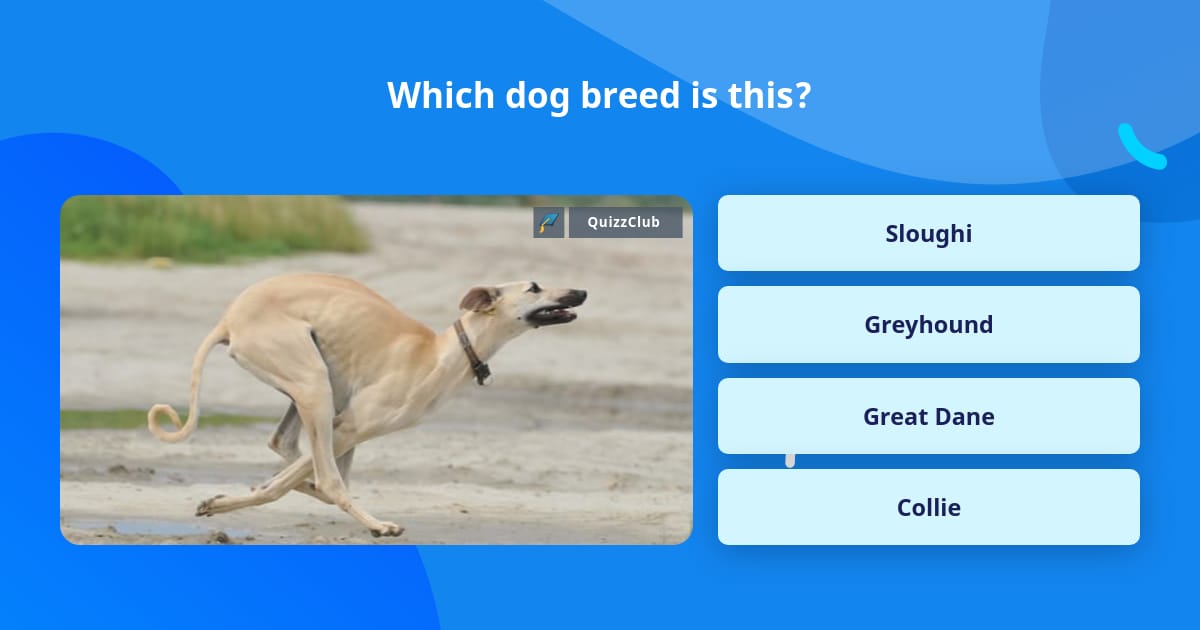 which-dog-breed-is-this-trivia-questions-quizzclub