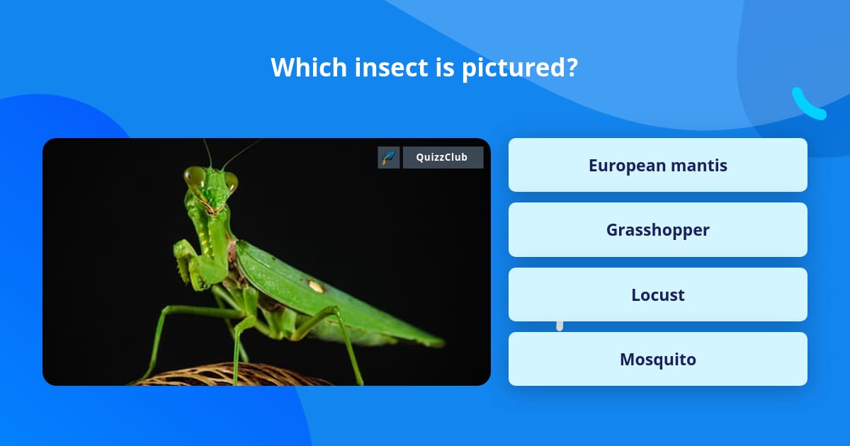 Trivia In Insect Which insect is pictured? | Trivia Questions | QuizzClub