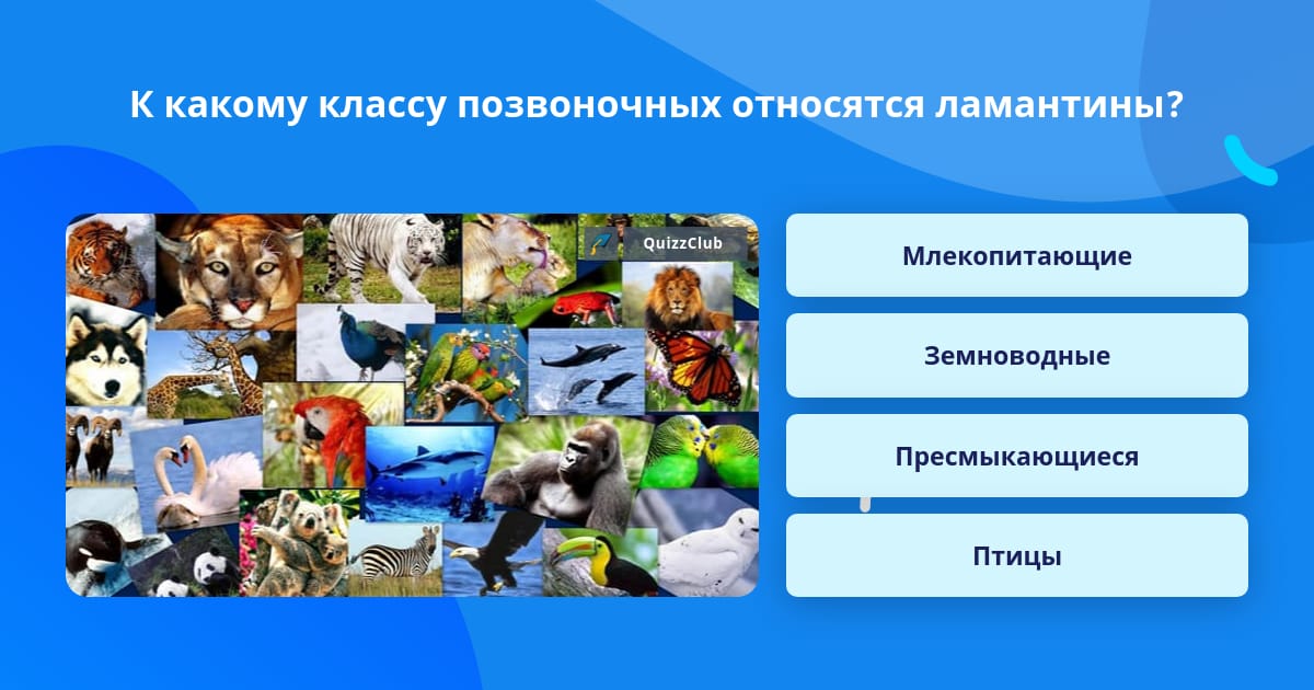 Какие есть классы позвоночных. Какие есть классы позвоночных